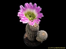 Echinocereus pectinatus v. wenigerii 1472